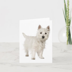 White Väster Highland Terrier Puppy Hund Kärlek He Kort
