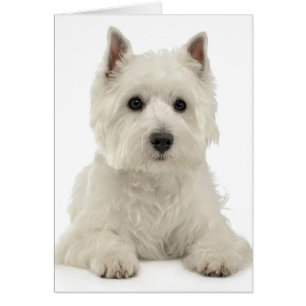 White Väster Highland Terrier Puppy Hund Westie OBS Kort