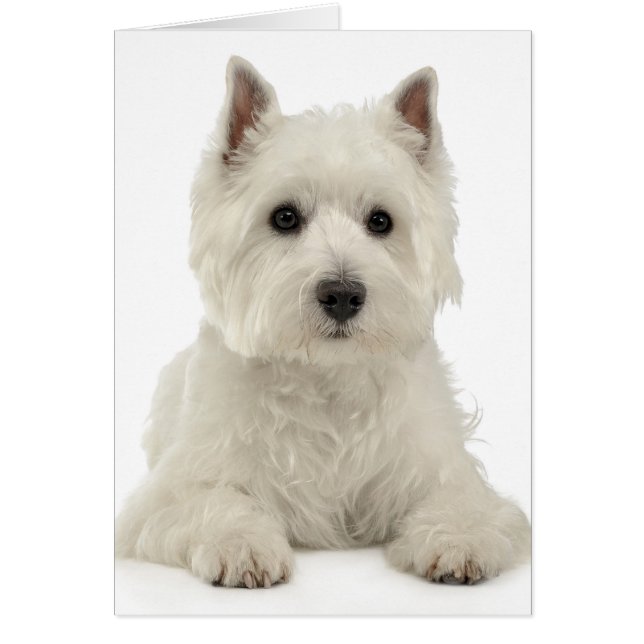 White Väster Highland Terrier Puppy Hund Westie OBS Kort (Framsidan)