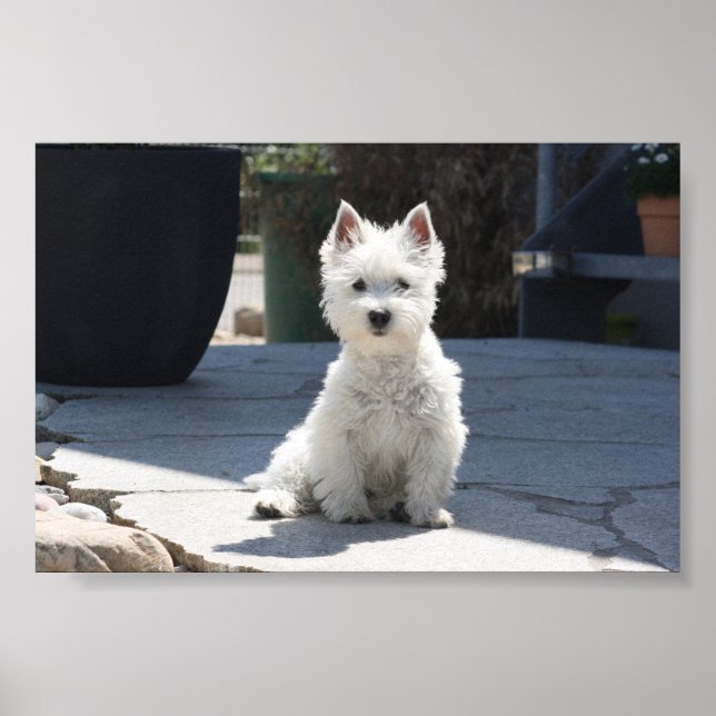 White Väster Highland Terrier Sitta på Sidepromena Poster (Framsidan)