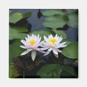 White Vatten Lilies Magnet