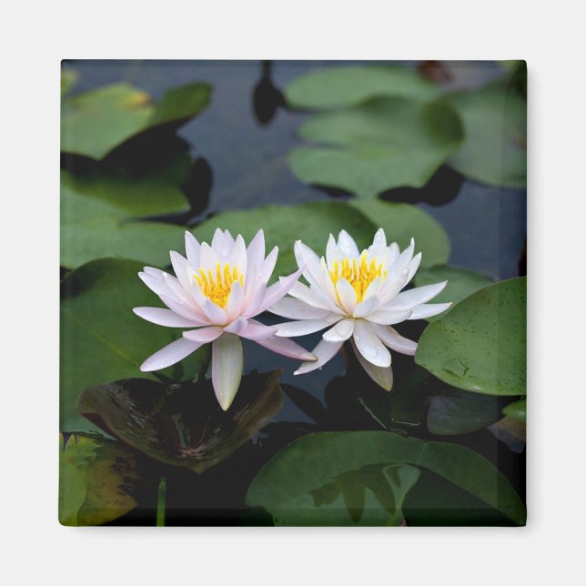 White Vatten Lilies Magnet (Framsidan)