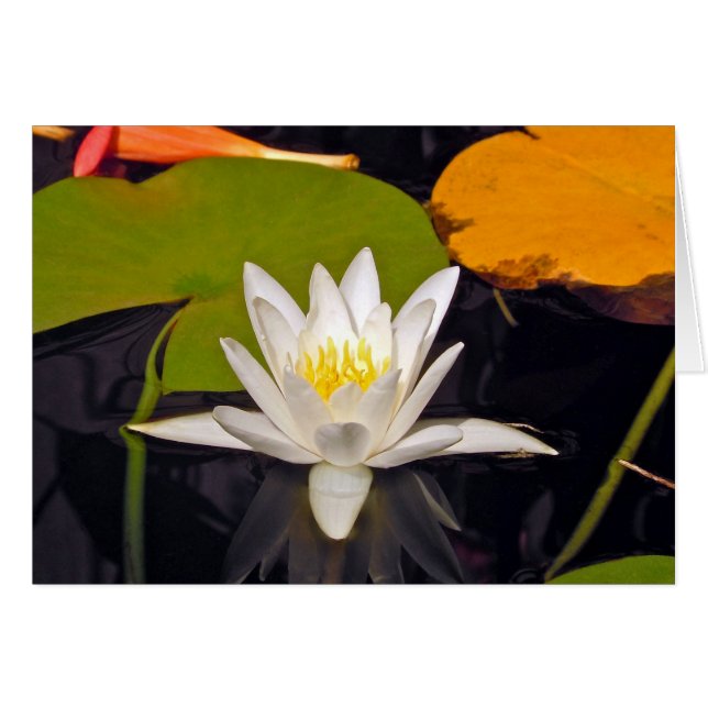 White Vatten Lily Hälsningskort (Framsidan Horizontal)