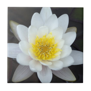 White Vatten Lily Kakelplatta