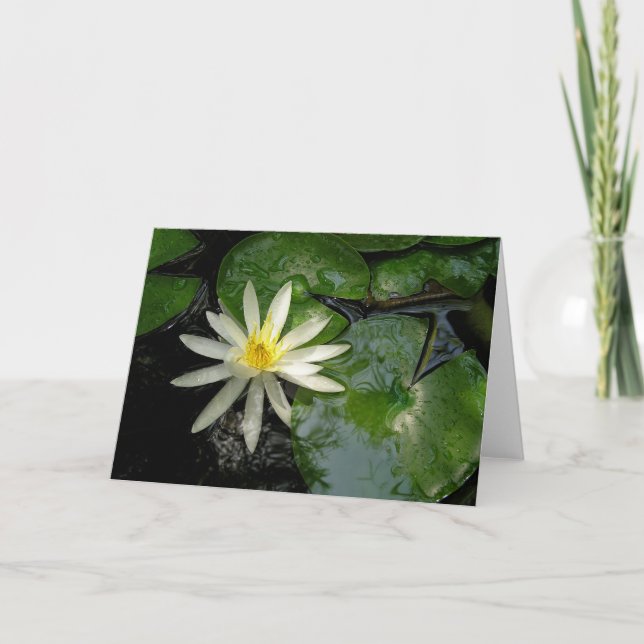 White Vatten Lily Kort (Framsida)