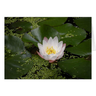 White Vatten Lily-kort OBS Kort
