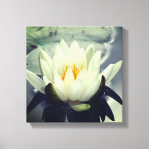 White Vatten Lily Lotus Blommar Flower Canvastryck