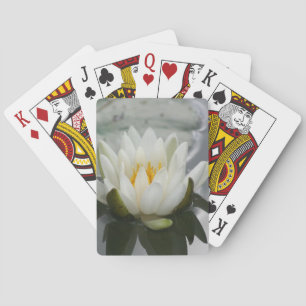 White Vatten Lily Lotus Blommar Flower Casinokort