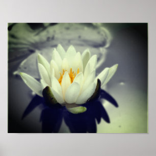 White Vatten Lily Lotus Flower Partial Färg Poster