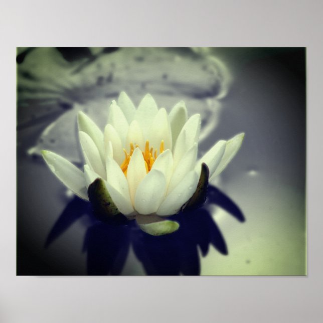 White Vatten Lily Lotus Flower Partial Färg Poster (Framsidan)