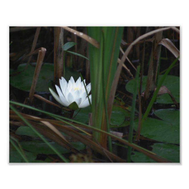 White Vatten Lily Lotus Lilypads 10x8 Flower Fototryck (Framsidan)