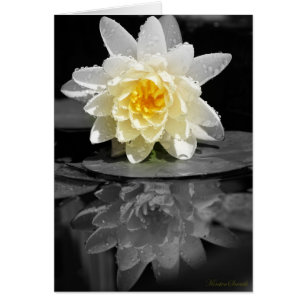 White Vatten Lily Photograph Hälsningskort