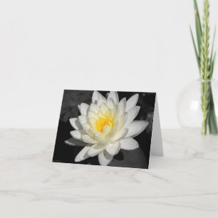 White Vatten Lily Photograph Kort