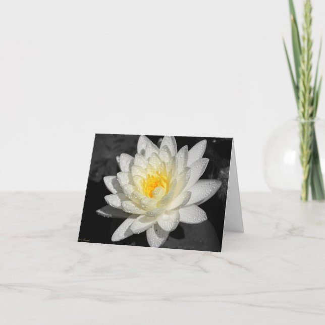 White Vatten Lily Photograph Kort (Framsida)