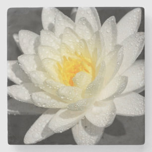 White Vatten Lily Photograph Stenunderlägg