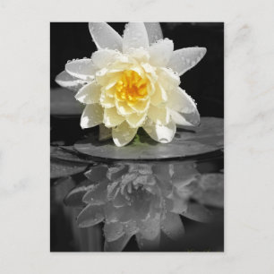 White Vatten Lily Photograph Vykort