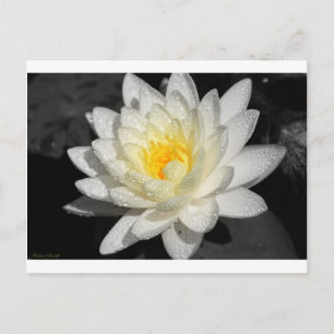 White Vatten Lily Photograph Vykort