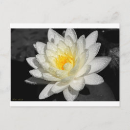 White Vatten Lily Photograph Vykort