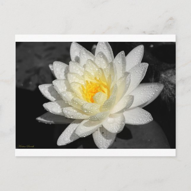 White Vatten Lily Photograph Vykort (Framsida)