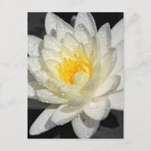 White Vatten Lily Photograph Vykort
