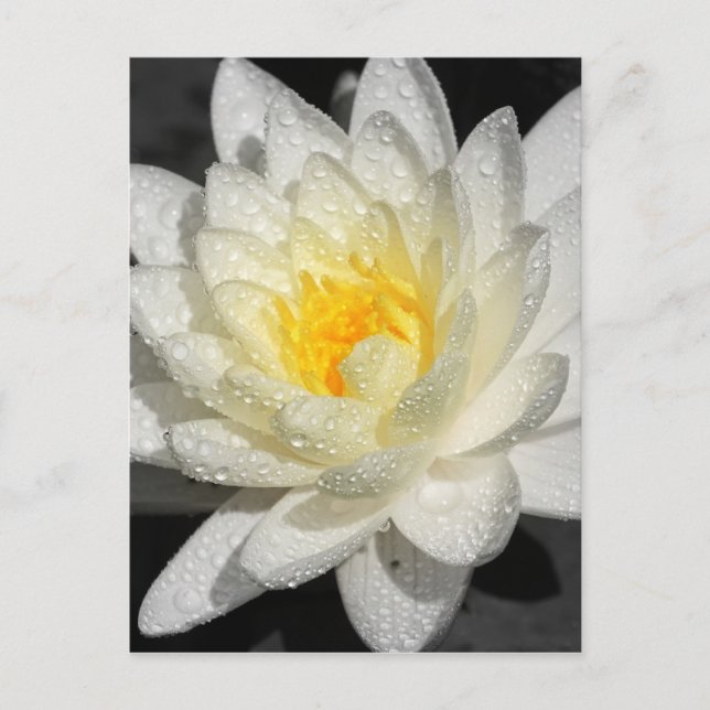White Vatten Lily Photograph Vykort (Framsida)