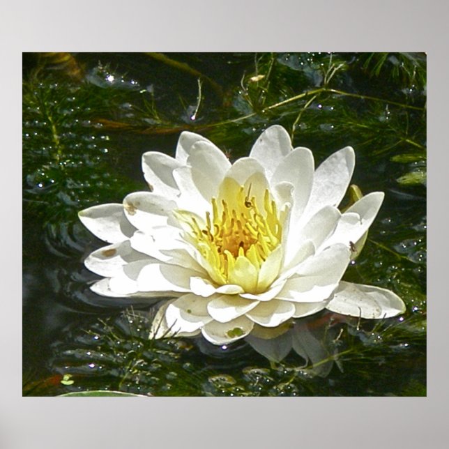 White Vatten Lily Poster (Framsidan)