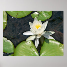 White Vatten Lily Poster
