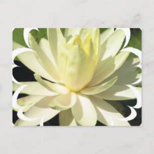 White Vatten Lily-vykort Vykort
