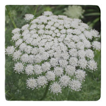 White Vild Flower Queen Anne's Snöre