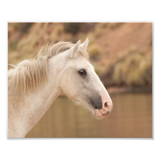 White Vild Horse Fototryck (Framsidan)