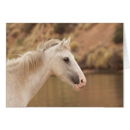 White Vild Horse Hälsningskort