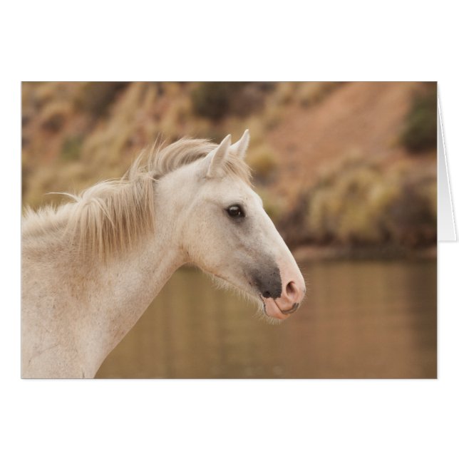 White Vild Horse Hälsningskort (Framsidan Horizontal)