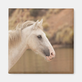 White Vild Horse Magnet