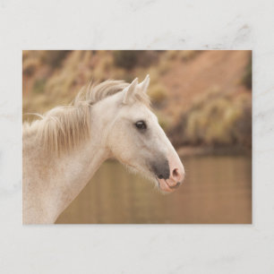 White Vild Horse Vykort