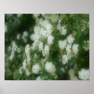 White Vild Rambling Ro Poster