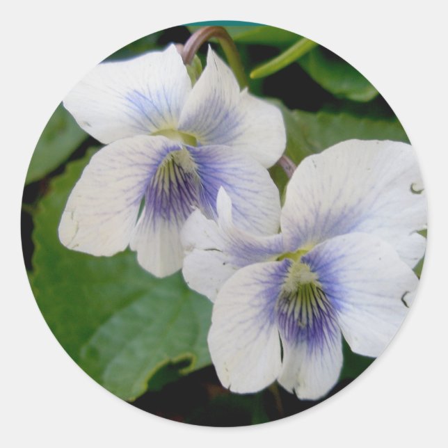 White Violet Pair Stickers Runt Klistermärke (Framsida)