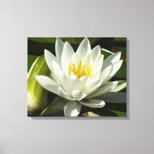 White Waterlily and Bud Blommigt Canvastryck