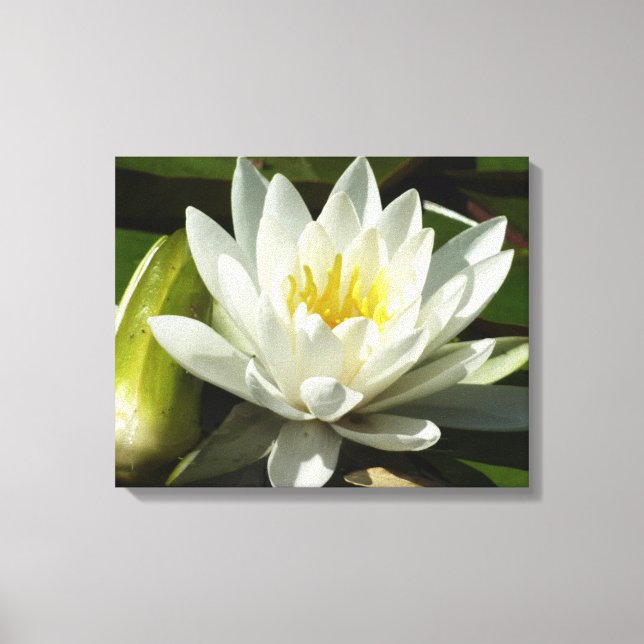 White Waterlily and Bud Blommigt Canvastryck (Framsida)
