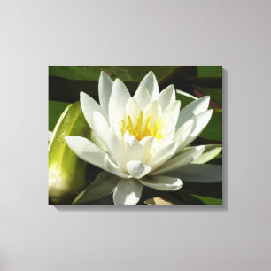 White Waterlily and Bud Blommigt Canvastryck
