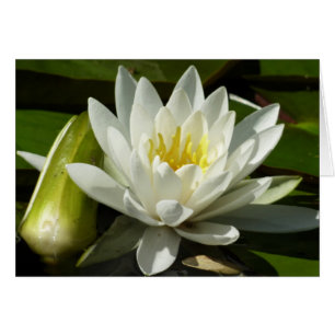 White Waterlily and Bud Blommigt Hälsningskort