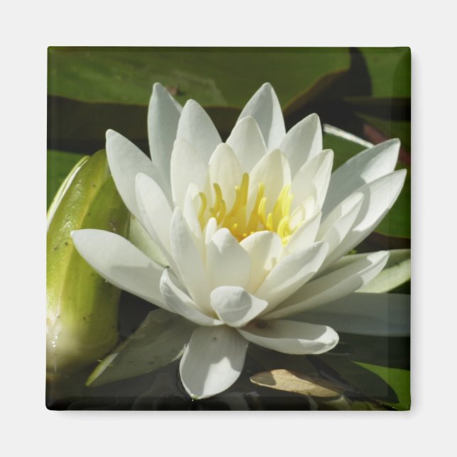 White Waterlily and Bud Blommigt Magnet (Framsidan)