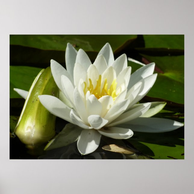 White Waterlily and Bud Blommigt Poster (Framsidan)