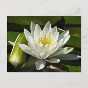 White Waterlily and Bud Blommigt Vykort