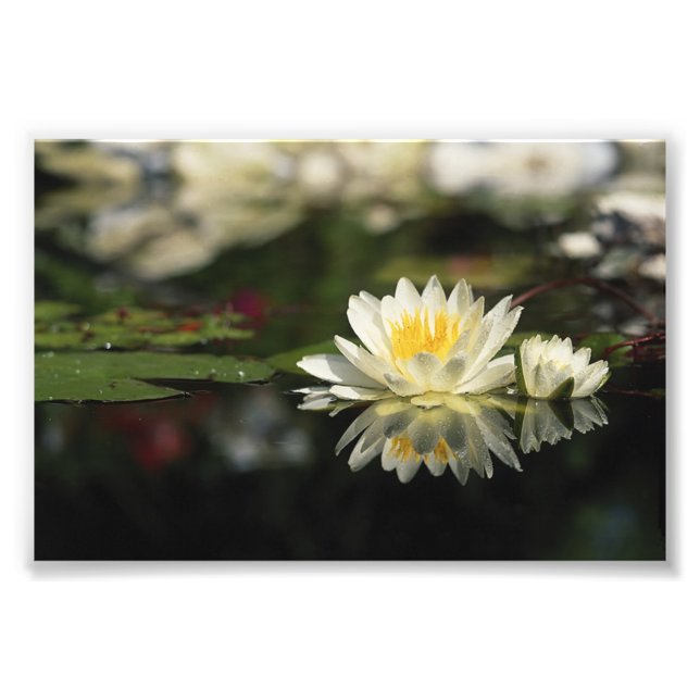 White Waterlily Fototryck (Framsidan)