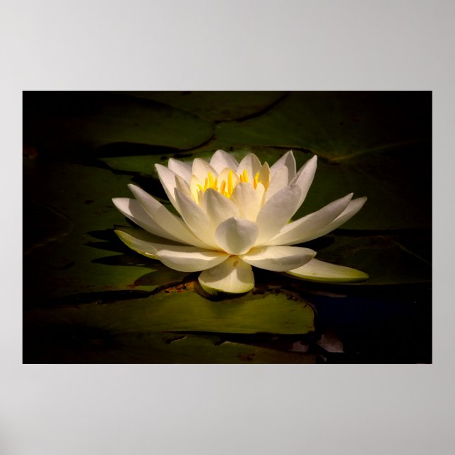 White Waterlily Poster (Framsidan)