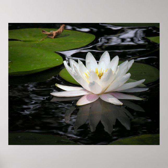 White Waterlily Poster (Framsidan)