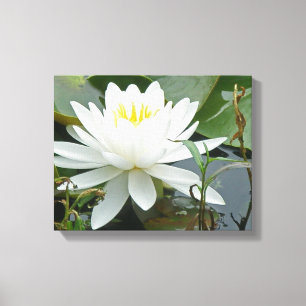 White Waterlily Wildblomma Canvastryck