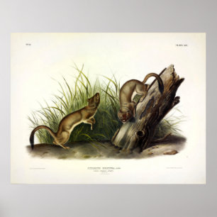 White Weasel (Stoat, Ermine) från Audubon Poster
