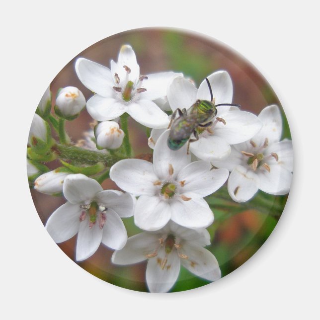 White Wildblomma & Bee Fly Magnet (Framsidan)