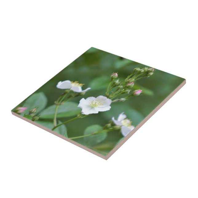 White Wildblommor Kakelplatta (Sidan)